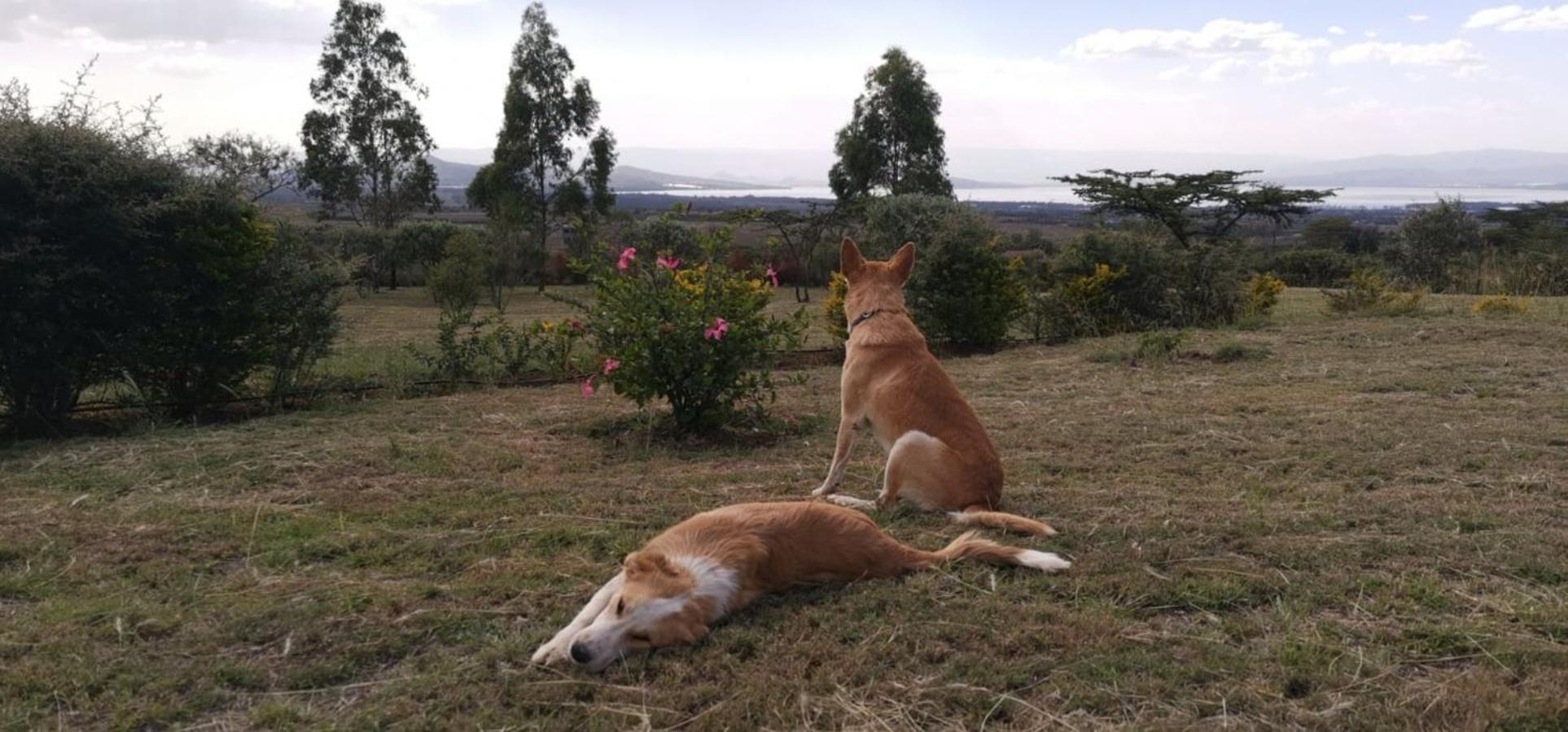 Homely Cottage Near Lake Naivasha, Elwai Visitor Centre Heni Village Εξωτερικό φωτογραφία